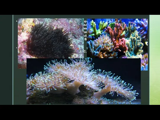 Коралловые полипы — это морские беспозвоночные животные. Колониальные и одиночные донные организмы.