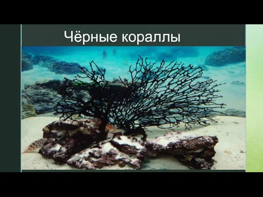 Чёрные кораллы