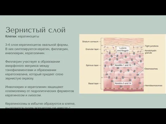 Зернистый слой Клетки: кератиноциты 3-4 слоя кератиноцитов овальной формы. В них синтезируются