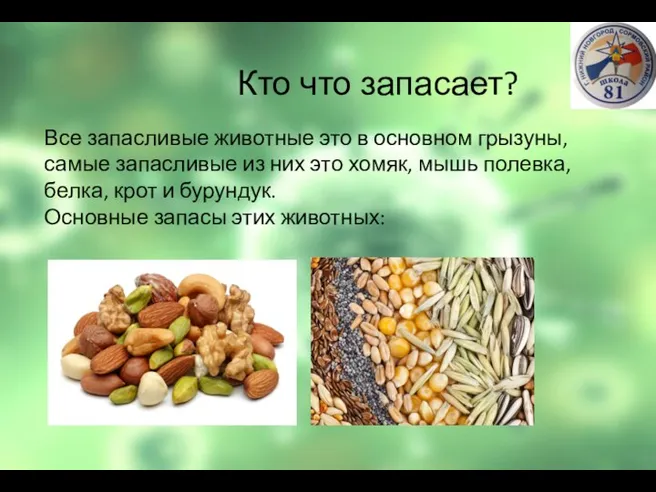 Кто что запасает? Все запасливые животные это в основном грызуны, самые запасливые