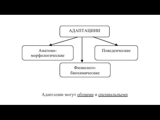 Адаптации могут общими и специальными