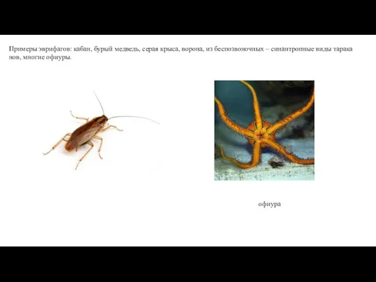 Примеры эврифагов: ка­ба­н, бу­рый мед­ве­дь, се­рая кры­са, во­ро­на, из бес­по­зво­ноч­ных – си­нан­троп­ные