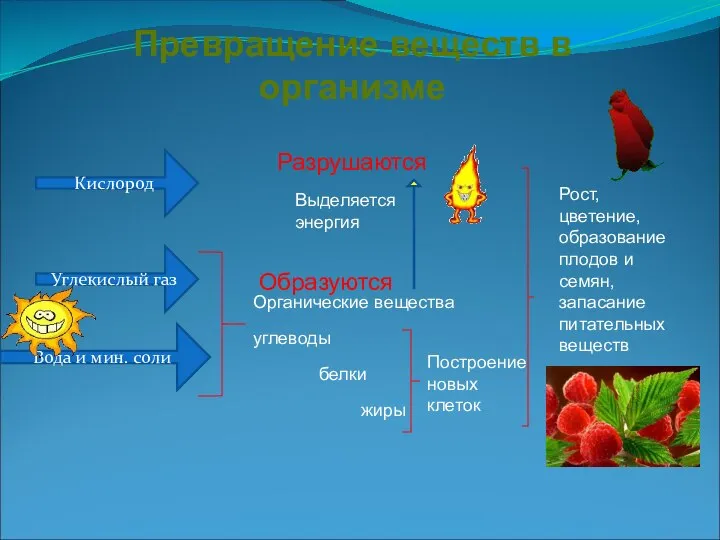 Превращение веществ в организме Кислород Углекислый газ Вода и мин. соли Органические