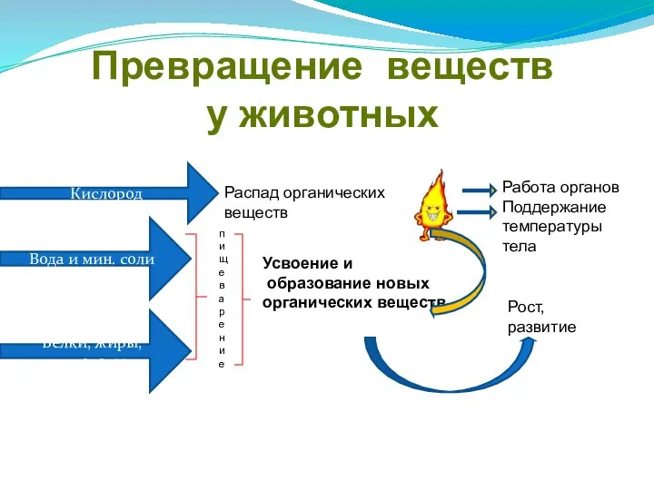 Превращение веществ у животных Кислород Вода и мин. соли Белки, жиры, углеводы