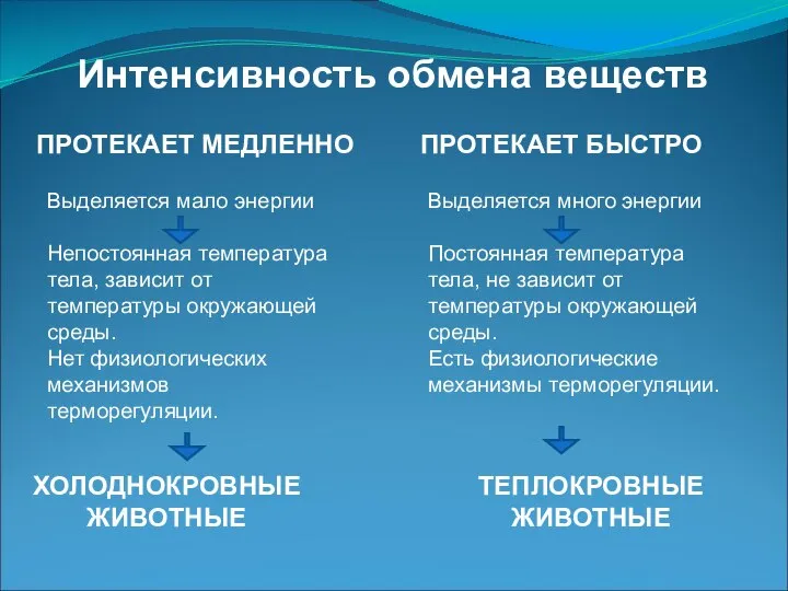 Интенсивность обмена веществ ПРОТЕКАЕТ МЕДЛЕННО ПРОТЕКАЕТ БЫСТРО Выделяется мало энергии Непостоянная температура