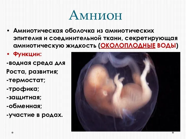 Амнион Амниотическая оболочка из амниотических эпителия и соединительной ткани, секретирующая амниотическую жидкость