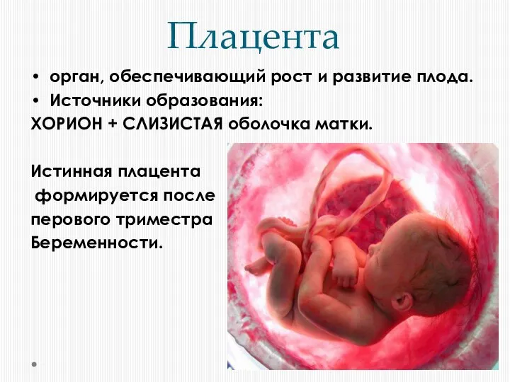 Плацента орган, обеспечивающий рост и развитие плода. Источники образования: ХОРИОН + СЛИЗИСТАЯ