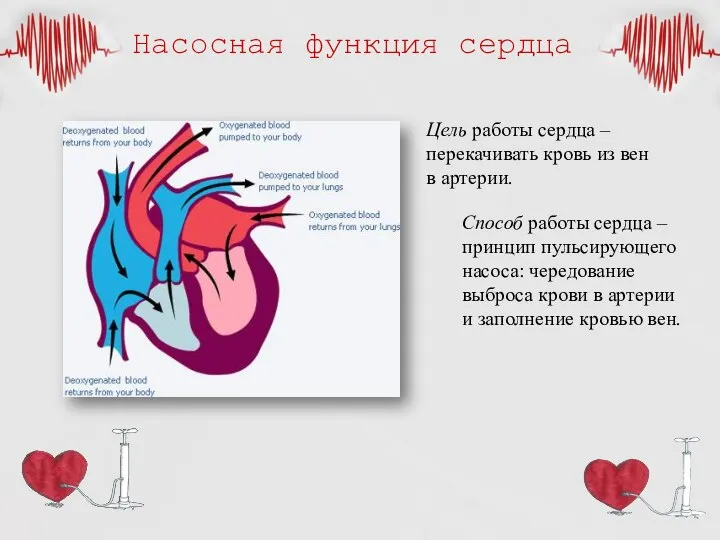 Насосная функция сердца Цель работы сердца – перекачивать кровь из вен в
