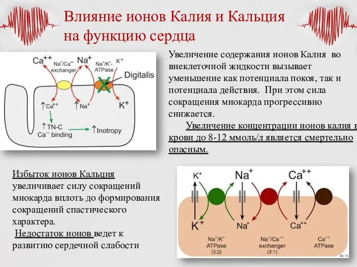 Влияние ионов Калия и Кальция на функцию сердца Увеличение содержания ионов Калия