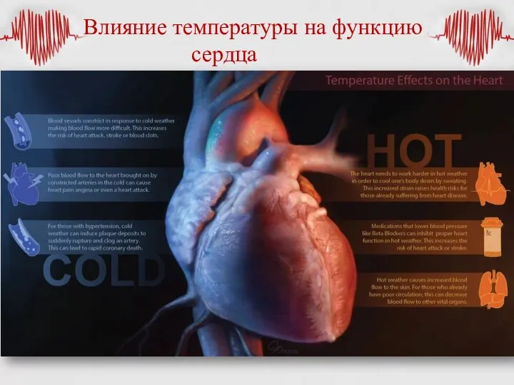 Влияние температуры на функцию сердца