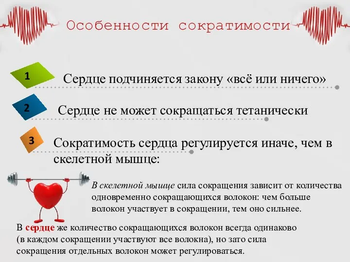 Особенности сократимости В скелетной мышце сила сокращения зависит от количества одновременно сокращающихся