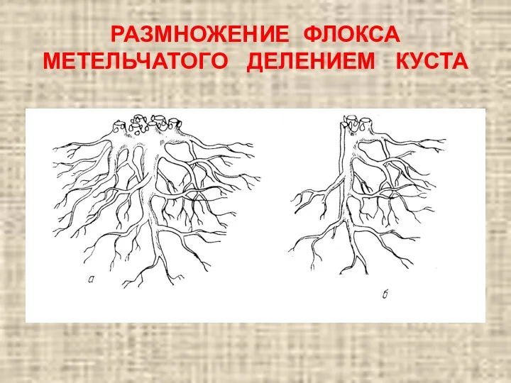 РАЗМНОЖЕНИЕ ФЛОКСА МЕТЕЛЬЧАТОГО ДЕЛЕНИЕМ КУСТА