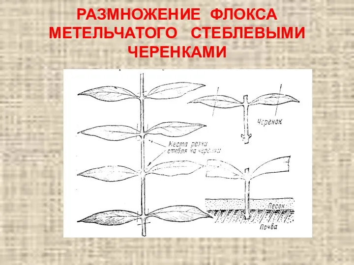 РАЗМНОЖЕНИЕ ФЛОКСА МЕТЕЛЬЧАТОГО СТЕБЛЕВЫМИ ЧЕРЕНКАМИ