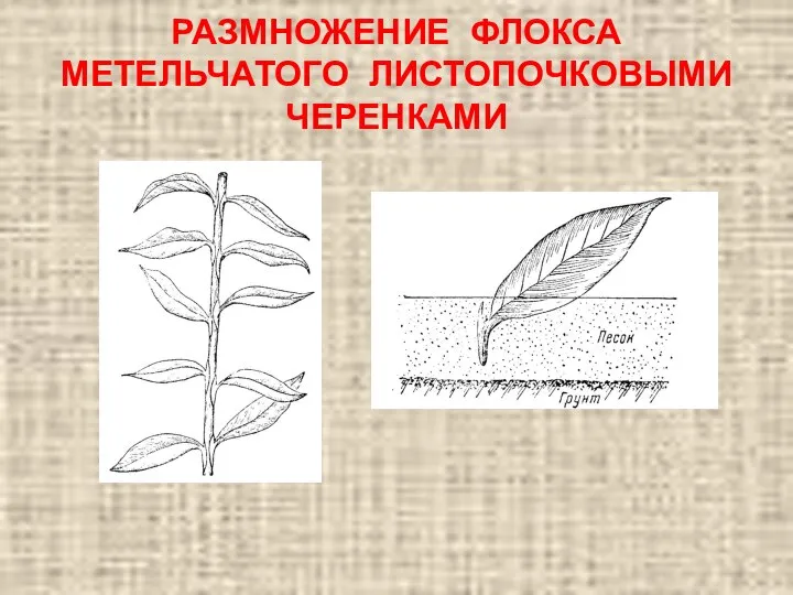 РАЗМНОЖЕНИЕ ФЛОКСА МЕТЕЛЬЧАТОГО ЛИСТОПОЧКОВЫМИ ЧЕРЕНКАМИ