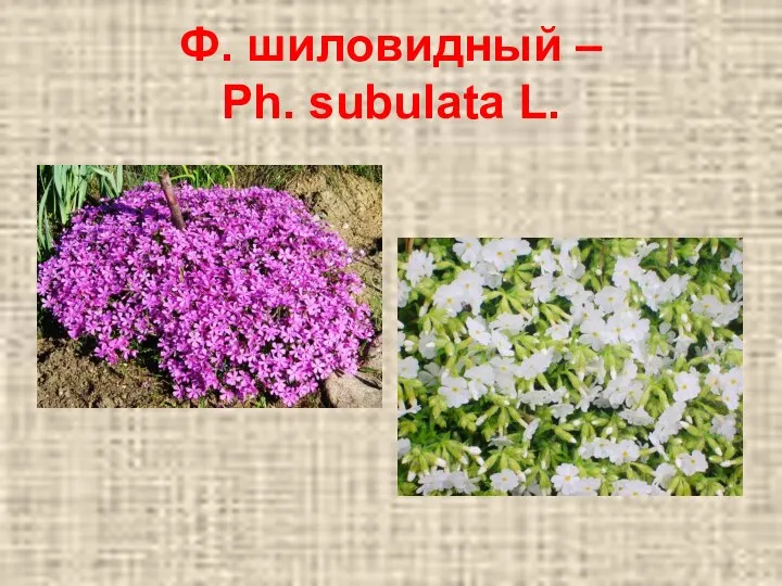 Ф. шиловидный – Ph. subulata L.