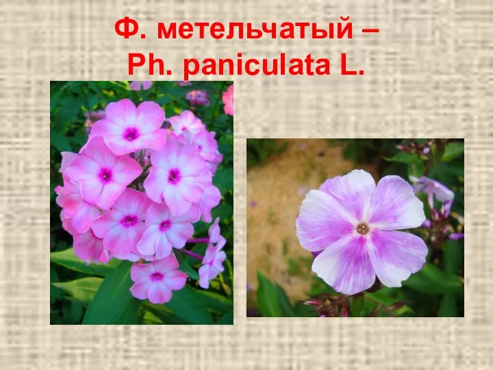 Ф. метельчатый – Ph. paniculata L.