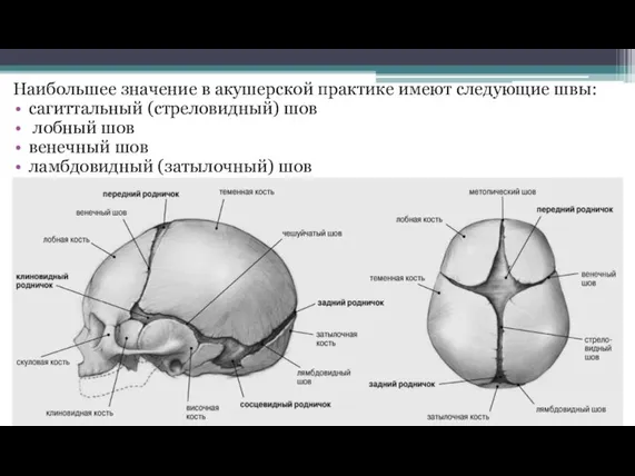 Наибольшее значение в акушерской практике имеют следующие швы: сагиттальный (стреловидный) шов лобный