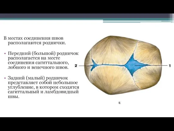 В местах соединения швов располагаются роднички. Передний (большой) родничок располагается на месте