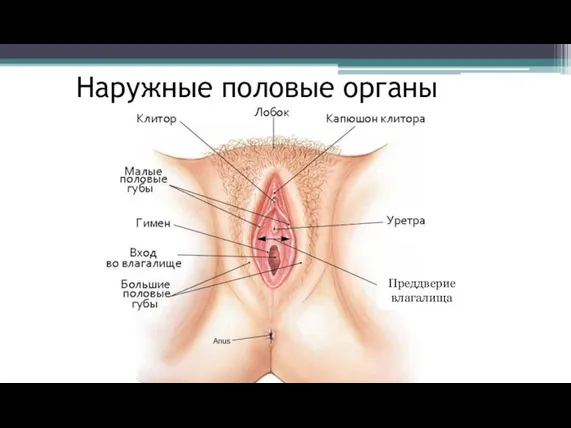 Наружные половые органы Преддверие влагалища