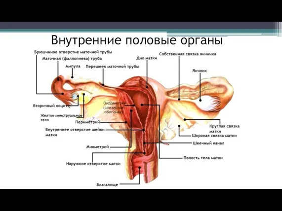 Внутренние половые органы