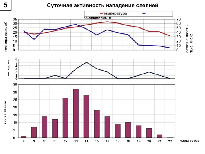 Суточная активность нападения слепней 5