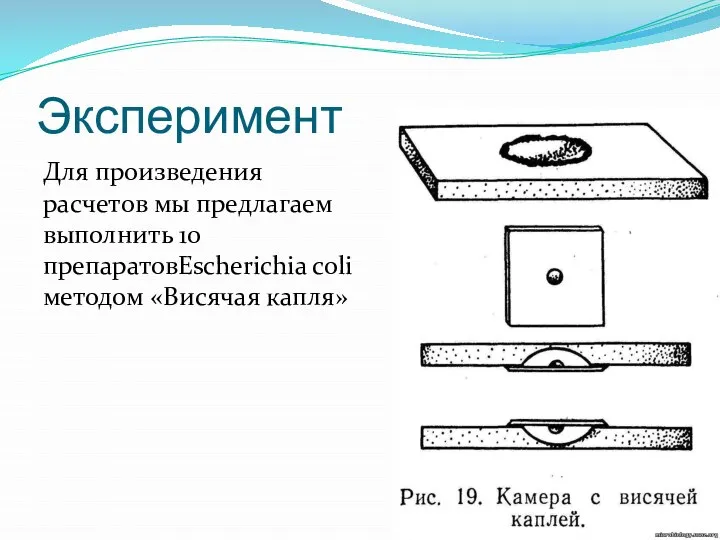 Эксперимент Для произведения расчетов мы предлагаем выполнить 10 препаратовEscherichia coli методом «Висячая капля»