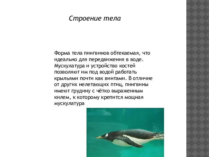 Строение тела Форма тела пингвинов обтекаемая, что идеально для передвижения в воде.