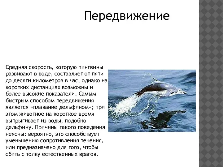 Средняя скорость, которую пингвины развивают в воде, составляет от пяти до десяти