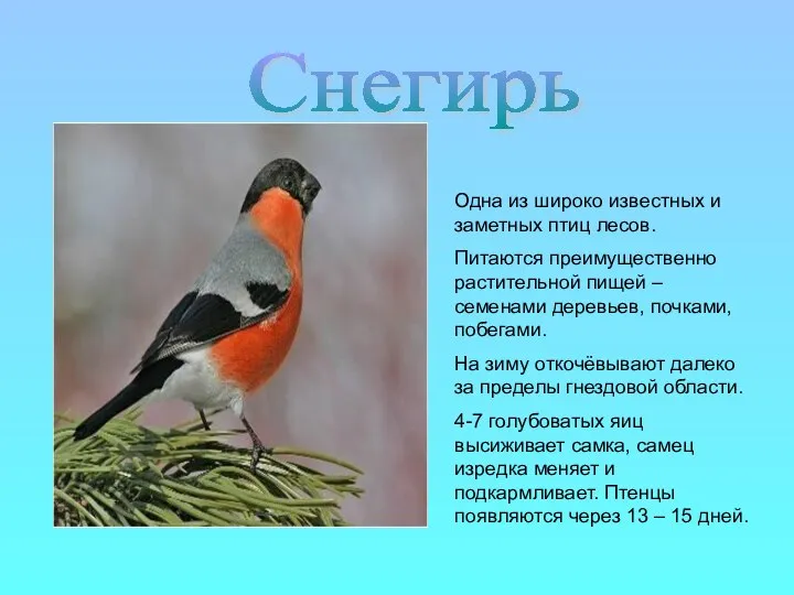 Одна из широко известных и заметных птиц лесов. Питаются преимущественно растительной пищей