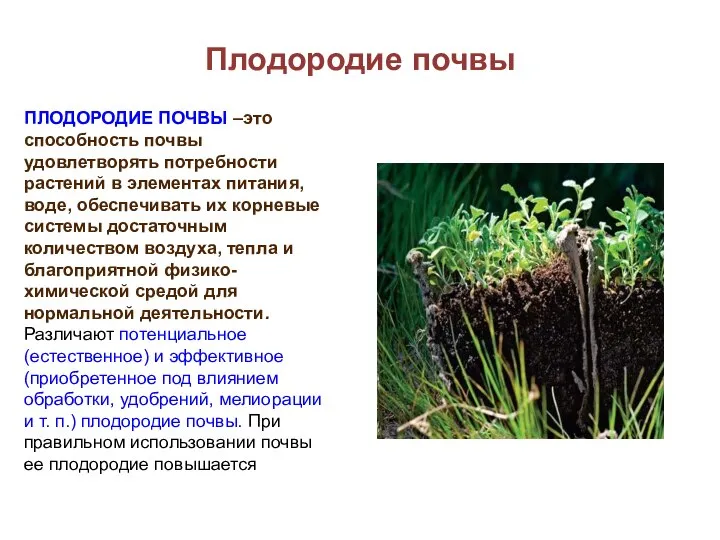 Плодородие почвы ПЛОДОРОДИЕ ПОЧВЫ –это способность почвы удовлетворять потребности растений в элементах