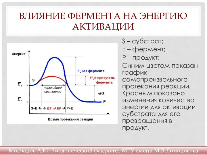 ВЛИЯНИЕ ФЕРМЕНТА НА ЭНЕРГИЮ АКТИВАЦИИ S – субстрат; Е – фермент; Р