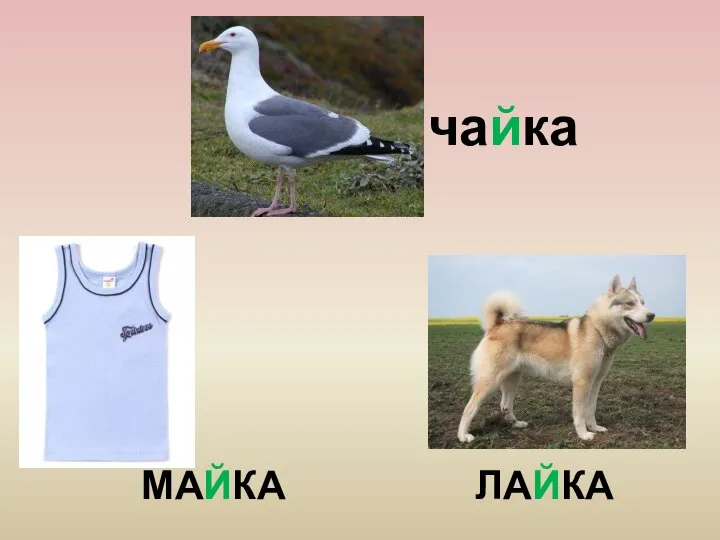 МАЙКА ЛАЙКА чайка