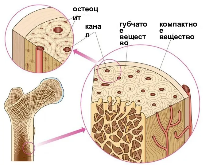 остеоцит канал губчатое вещество компактное вещество