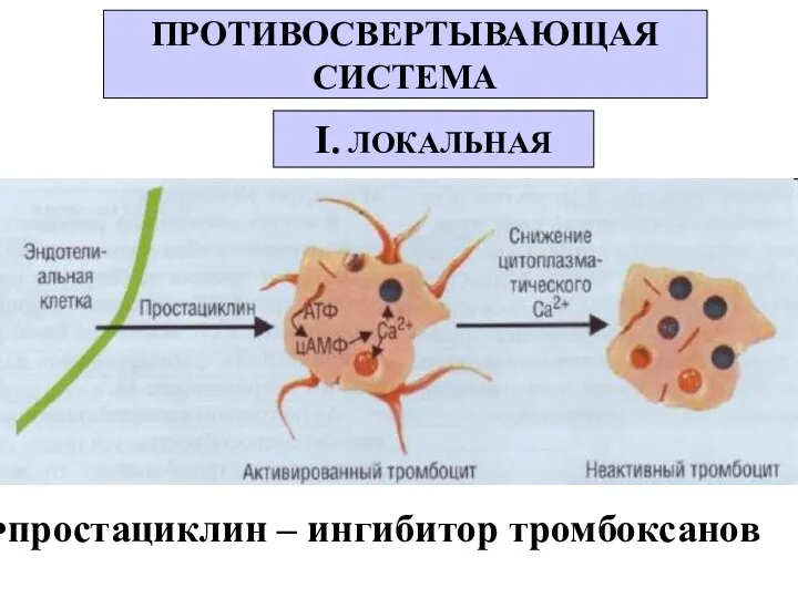 ПРОТИВОСВЕРТЫВАЮЩАЯ СИСТЕМА I. ЛОКАЛЬНАЯ простациклин – ингибитор тромбоксанов