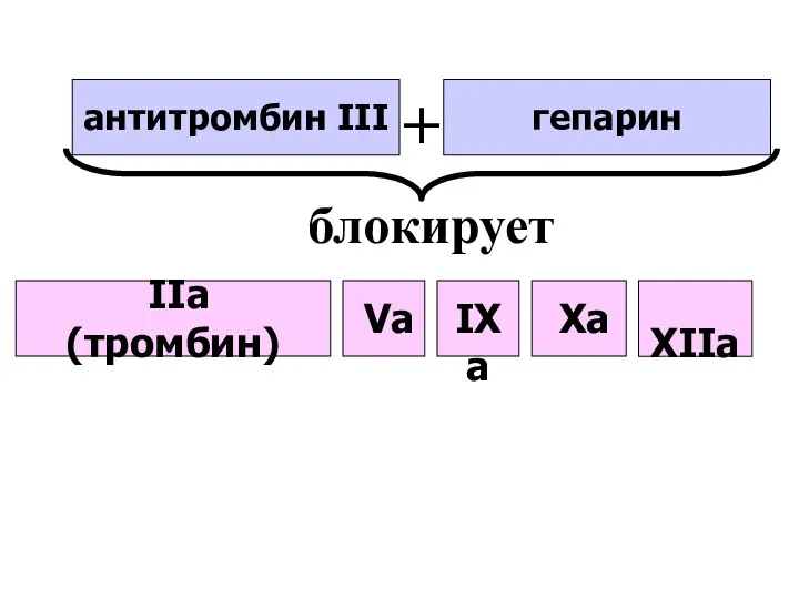 антитромбин III гепарин + блокирует XIIа Xа IXа IIа (тромбин) Vа