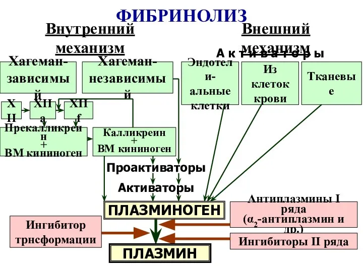 Проактиваторы ФИБРИНОЛИЗ Внутренний механизм Внешний механизм А к т и в а