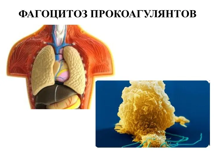 ФАГОЦИТОЗ ПРОКОАГУЛЯНТОВ