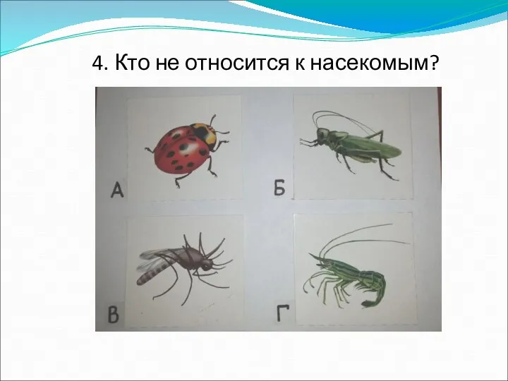 4. Кто не относится к насекомым?