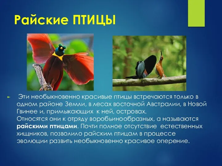 Райские ПТИЦЫ Эти необыкновенно красивые птицы встречаются только в одном районе Земли,