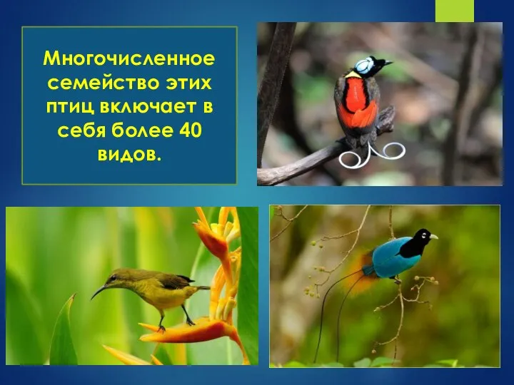 Многочисленное семейство этих птиц включает в себя более 40 видов.