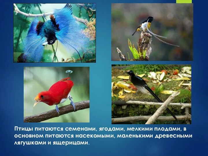 Птицы питаются семенами, ягодами, мелкими плодами, в основном питаются насекомыми, маленькими древесными лягушками и ящерицами.