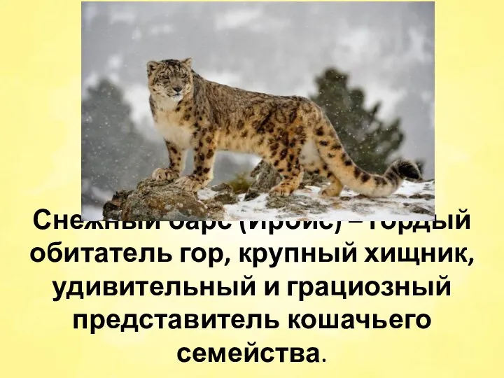 Снежный барс (Ирбис) – гордый обитатель гор, крупный хищник, удивительный и грациозный представитель кошачьего семейства.