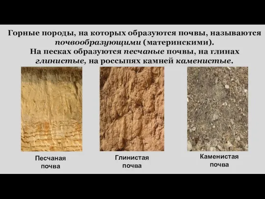Горные породы, на которых образуются почвы, называются почвообразующими (материнскими). На песках образуются