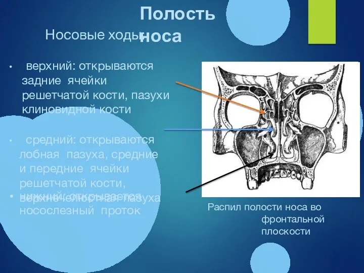 Распил полости носа во фронтальной плоскости нижний: открывается носослезный проток Носовые ходы: