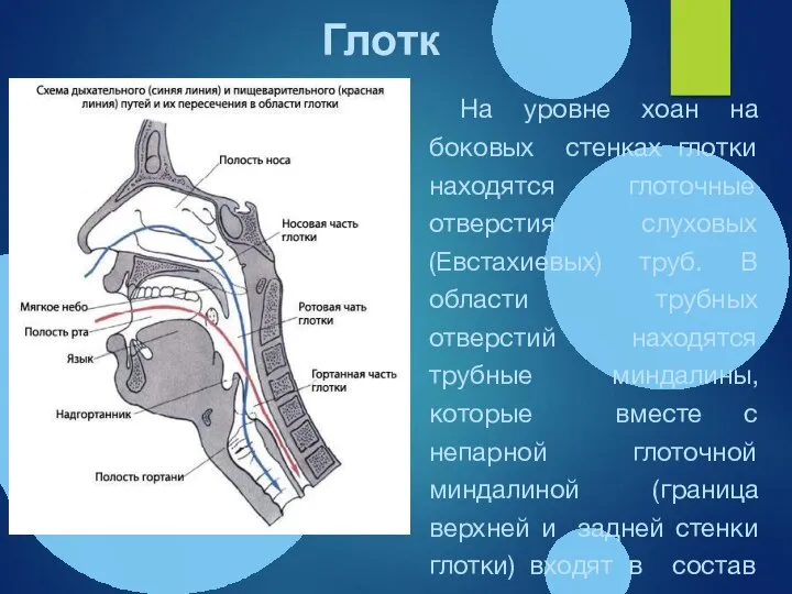 Глотка На уровне хоан на боковых стенках глотки находятся глоточные отверстия слуховых