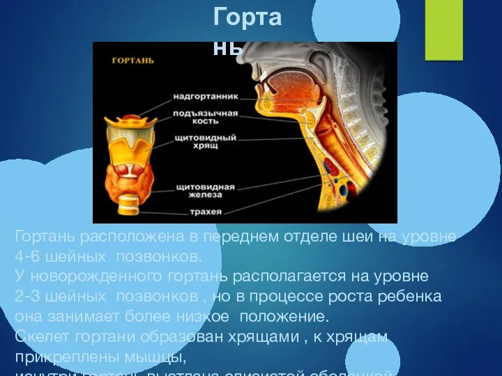 Гортань расположена в переднем отделе шеи на уровне 4-6 шейных позвонков. У