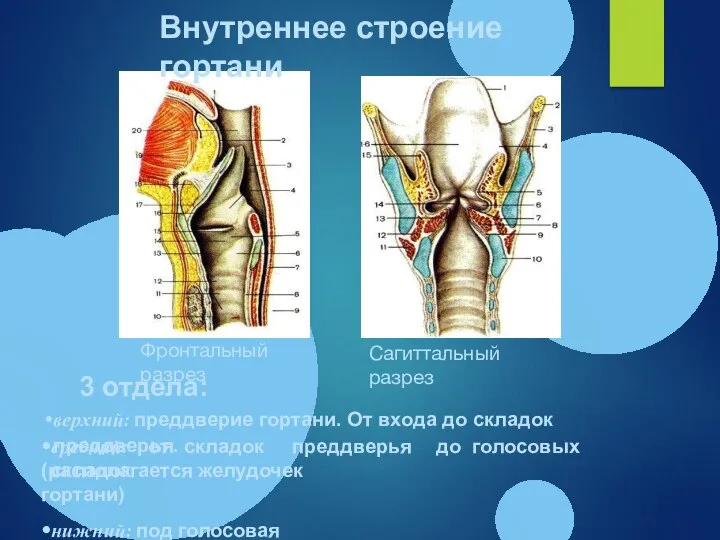 средний: от складок преддверья до голосовых складок (располагается желудочек гортани) нижний: под