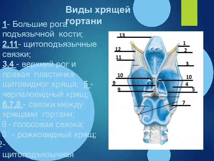 1- Большие рога подъязычной кости; 2,11- щитоподъязычные связки; 3,4 - верхний рог