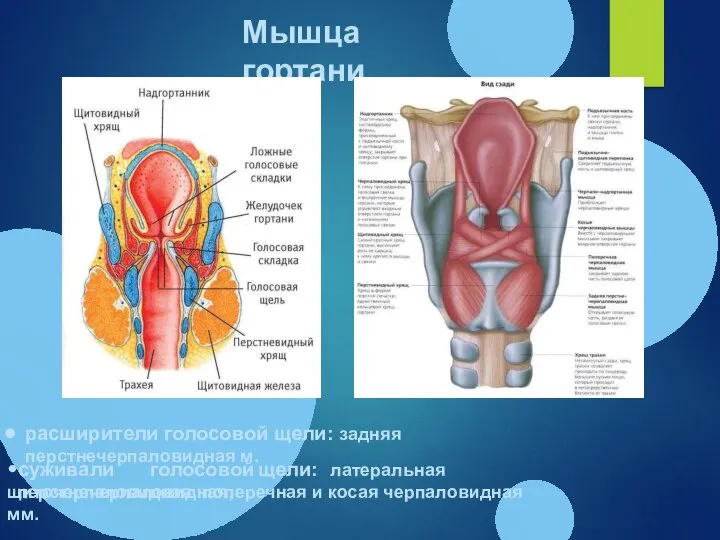 расширители голосовой щели: задняя перстнечерпаловидная м. суживали голосовой щели: латеральная перстнечерпаловидная, щиточерпаловидная,