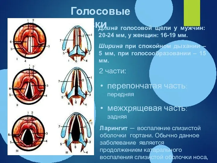 Голосовые связки Длина голосовой щели у мужчин: 20-24 мм, у женщин: 16-19